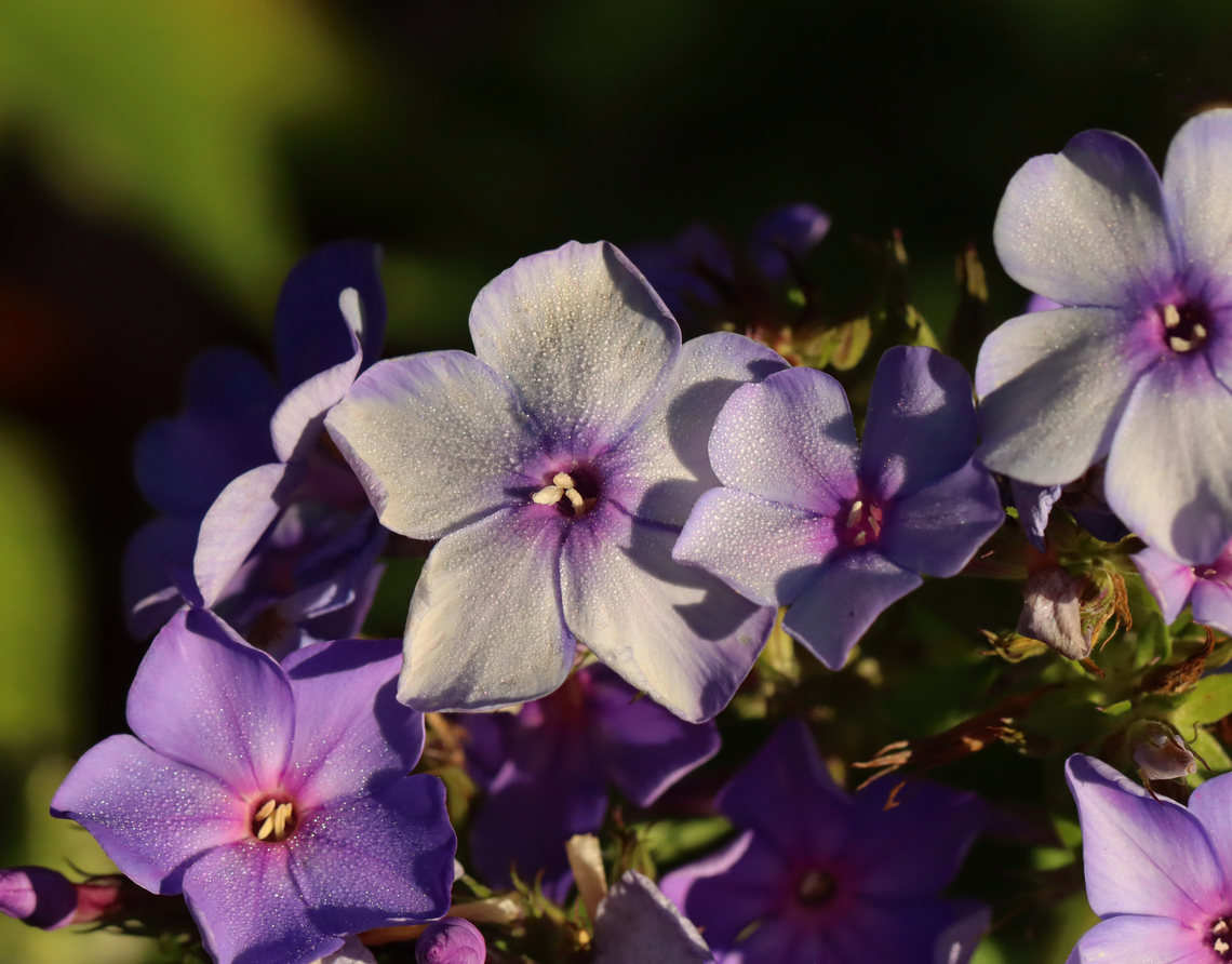 Fall Phlox - Phlox paniculata Habitat: Garden/Meadow Fall Phlox,Geotagged,Phlox paniculata,Summer,United States,phlox