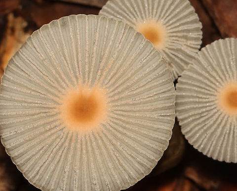 Coprinoid Mushrooms - Parasola sp. The caps look similar to Parasola plicatilis, but the gills are throwing me off.

Habitat: Growing in wood chips along a nature trail
https://www.jungledragon.com/image/157836/coprinoid_mushroom_-_parasola_sp.html
https://www.jungledragon.com/image/157838/coprinoid_mushroom_-_parasola_sp.html
https://www.jungledragon.com/image/157837/coprinoid_mushroom_-_parasola_sp.html Fall,Geotagged,United States