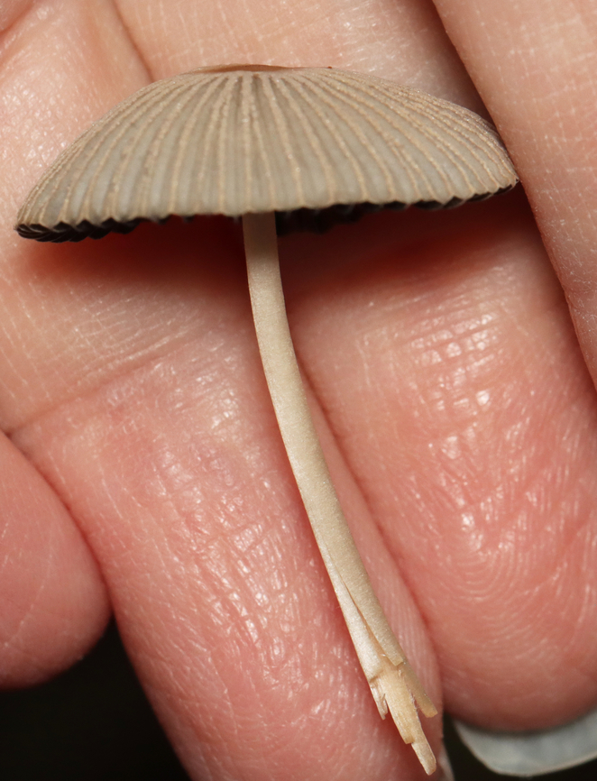 Coprinoid Mushroom - Parasola sp. The caps look similar to Parasola plicatilis, but the gills are throwing me off.<br />
<br />
Habitat: Growing in wood chips along a nature trail<br />
<figure class="photo"><a href="https://www.jungledragon.com/image/157836/coprinoid_mushrooms_-_parasola_sp.html" title="Coprinoid Mushrooms - Parasola sp."><img src="https://s3.amazonaws.com/media.jungledragon.com/images/3232/157836_thumb.jpg?AWSAccessKeyId=05GMT0V3GWVNE7GGM1R2&Expires=1767225610&Signature=X3fSqjOFHJwXEg6O54kkqwkNesA%3D" width="200" height="162" alt="Coprinoid Mushrooms - Parasola sp. The caps look similar to Parasola plicatilis, but the gills are throwing me off.<br />
<br />
Habitat: Growing in wood chips along a nature trail<br />
https://www.jungledragon.com/image/157836/coprinoid_mushroom_-_parasola_sp.html<br />
https://www.jungledragon.com/image/157838/coprinoid_mushroom_-_parasola_sp.html<br />
https://www.jungledragon.com/image/157837/coprinoid_mushroom_-_parasola_sp.html Fall,Geotagged,United States" /></a></figure><br />
<figure class="photo"><a href="https://www.jungledragon.com/image/157838/coprinoid_mushroom_-_parasola_sp.html" title="Coprinoid Mushroom - Parasola sp."><img src="https://s3.amazonaws.com/media.jungledragon.com/images/3232/157838_thumb.jpg?AWSAccessKeyId=05GMT0V3GWVNE7GGM1R2&Expires=1767225610&Signature=qFTXV4WIQmuB30KGw%2FKFxn0sAsU%3D" width="200" height="120" alt="Coprinoid Mushroom - Parasola sp. The caps look similar to Parasola plicatilis, but the gills are throwing me off.<br />
<br />
Habitat: Growing in wood chips along a nature trail<br />
https://www.jungledragon.com/image/157836/coprinoid_mushroom_-_parasola_sp.html<br />
https://www.jungledragon.com/image/157838/coprinoid_mushroom_-_parasola_sp.html<br />
https://www.jungledragon.com/image/157837/coprinoid_mushroom_-_parasola_sp.html Fall,Geotagged,United States,fungus,mushroom,parasola" /></a></figure><br />
<figure class="photo"><a href="https://www.jungledragon.com/image/157837/coprinoid_mushroom_-_parasola_sp.html" title="Coprinoid Mushroom - Parasola sp."><img src="https://s3.amazonaws.com/media.jungledragon.com/images/3232/157837_thumb.jpg?AWSAccessKeyId=05GMT0V3GWVNE7GGM1R2&Expires=1767225610&Signature=gr2cGLsaKm6hNdi2lxGfroaNcqk%3D" width="118" height="152" alt="Coprinoid Mushroom - Parasola sp. The caps look similar to Parasola plicatilis, but the gills are throwing me off.<br />
<br />
Habitat: Growing in wood chips along a nature trail<br />
https://www.jungledragon.com/image/157836/coprinoid_mushroom_-_parasola_sp.html<br />
https://www.jungledragon.com/image/157838/coprinoid_mushroom_-_parasola_sp.html<br />
https://www.jungledragon.com/image/157837/coprinoid_mushroom_-_parasola_sp.html Fall,Geotagged,United States" /></a></figure> Fall,Geotagged,United States