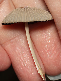 Coprinoid Mushroom - Parasola sp. The caps look similar to Parasola plicatilis, but the gills are throwing me off.

Habitat: Growing in wood chips along a nature trail
https://www.jungledragon.com/image/157836/coprinoid_mushroom_-_parasola_sp.html
https://www.jungledragon.com/image/157838/coprinoid_mushroom_-_parasola_sp.html
https://www.jungledragon.com/image/157837/coprinoid_mushroom_-_parasola_sp.html Fall,Geotagged,United States