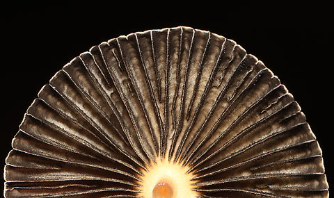 Coprinoid Mushroom - Parasola sp. The caps look similar to Parasola plicatilis, but the gills are throwing me off.

Habitat: Growing in wood chips along a nature trail
https://www.jungledragon.com/image/157836/coprinoid_mushroom_-_parasola_sp.html
https://www.jungledragon.com/image/157838/coprinoid_mushroom_-_parasola_sp.html
https://www.jungledragon.com/image/157837/coprinoid_mushroom_-_parasola_sp.html Fall,Geotagged,United States,fungus,mushroom,parasola