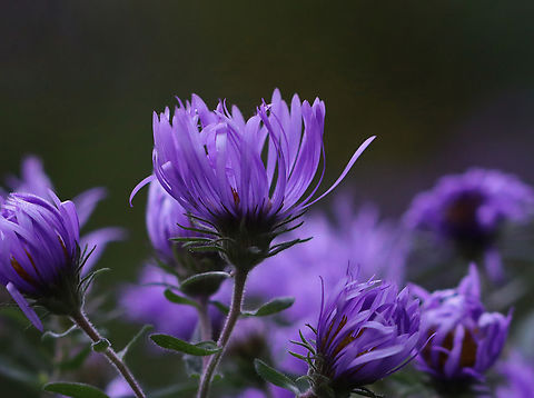 New England Aster - Symphyotrichum novae-angliae Habitat: Meadow Fall,Geotagged,New England Aster,Symphyotrichum,Symphyotrichum novae-angliae,United States,aster