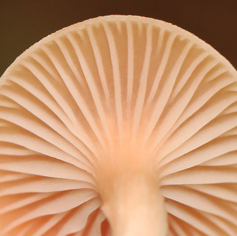 Mushroom - Laccaria sp. Habitat: Mixed forest
https://www.jungledragon.com/image/157840/mushroom_-_laccaria_sp.html
https://www.jungledragon.com/image/157841/mushroom_-_laccaria_sp.html
https://www.jungledragon.com/image/157842/mushroom_-_laccaria_sp.html
 Geotagged,Summer,United States,fungus,laccaria,mushroom