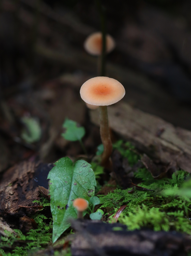 Mushrooms - Laccaria sp. Habitat: Mixed forest<br />
<figure class="photo"><a href="https://www.jungledragon.com/image/157840/mushroom_-_laccaria_sp.html" title="Mushroom - Laccaria sp."><img src="https://s3.amazonaws.com/media.jungledragon.com/images/3232/157840_thumb.jpg?AWSAccessKeyId=05GMT0V3GWVNE7GGM1R2&Expires=1759968010&Signature=MbeeIBlKsWBn5ukXrHKzIPw6liE%3D" width="200" height="200" alt="Mushroom - Laccaria sp. Habitat: Mixed forest<br />
https://www.jungledragon.com/image/157840/mushroom_-_laccaria_sp.html<br />
https://www.jungledragon.com/image/157841/mushroom_-_laccaria_sp.html<br />
https://www.jungledragon.com/image/157842/mushroom_-_laccaria_sp.html<br />
 Geotagged,Summer,United States,fungus,laccaria,mushroom" /></a></figure><br />
<figure class="photo"><a href="https://www.jungledragon.com/image/157841/mushroom_-_laccaria_sp.html" title="Mushroom - Laccaria sp."><img src="https://s3.amazonaws.com/media.jungledragon.com/images/3232/157841_thumb.jpg?AWSAccessKeyId=05GMT0V3GWVNE7GGM1R2&Expires=1759968010&Signature=BKhVXTtL9KLqA1sDKFveC8ExNQU%3D" width="200" height="128" alt="Mushroom - Laccaria sp. Habitat: Mixed forest<br />
https://www.jungledragon.com/image/157840/mushroom_-_laccaria_sp.html<br />
https://www.jungledragon.com/image/157841/mushroom_-_laccaria_sp.html<br />
https://www.jungledragon.com/image/157842/mushroom_-_laccaria_sp.html<br />
 Geotagged,Summer,United States" /></a></figure><br />
<figure class="photo"><a href="https://www.jungledragon.com/image/157842/mushrooms_-_laccaria_sp.html" title="Mushrooms - Laccaria sp."><img src="https://s3.amazonaws.com/media.jungledragon.com/images/3232/157842_thumb.jpg?AWSAccessKeyId=05GMT0V3GWVNE7GGM1R2&Expires=1759968010&Signature=LgsC6o7jGCcaYoTwHYdkr37D2Sw%3D" width="114" height="152" alt="Mushrooms - Laccaria sp. Habitat: Mixed forest<br />
https://www.jungledragon.com/image/157840/mushroom_-_laccaria_sp.html<br />
https://www.jungledragon.com/image/157841/mushroom_-_laccaria_sp.html<br />
https://www.jungledragon.com/image/157842/mushroom_-_laccaria_sp.html<br />
 Geotagged,Summer,United States" /></a></figure><br />
 Geotagged,Summer,United States