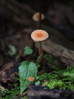 Mushrooms - Laccaria sp. Habitat: Mixed forest
https://www.jungledragon.com/image/157840/mushroom_-_laccaria_sp.html
https://www.jungledragon.com/image/157841/mushroom_-_laccaria_sp.html
https://www.jungledragon.com/image/157842/mushroom_-_laccaria_sp.html
 Geotagged,Summer,United States