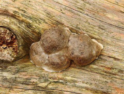False Puffball - Reticularia lycoperdon Habitat: Growing on decorticated wood; mixed forest False Puffball,Geotagged,Reticularia,Reticularia lycoperdon,Summer,United States,slime mold