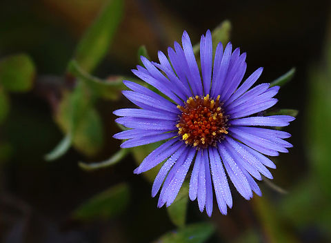 New England Aster - Symphyotrichum novae-angliae Habitat: Meadow Fall,Geotagged,New England Aster,Symphyotrichum,Symphyotrichum novae-angliae,United States,aster