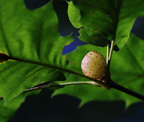 Wasp Gall - Amphibolips cookii Host: Quercus Amphibolips,Amphibolips cookii,Fall,Geotagged,United States,gall,oak gall,quercus,wasp gall