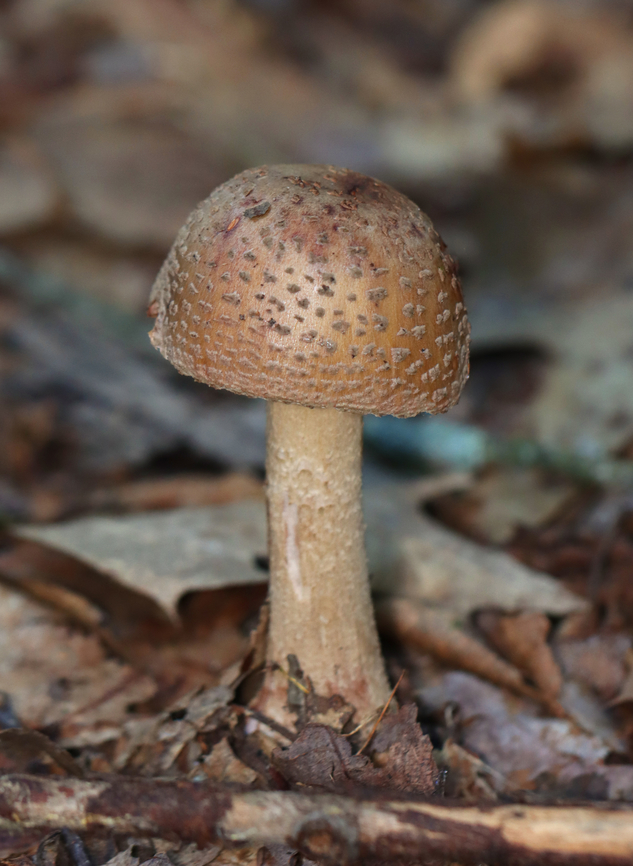 Eastern American Blusher - Amanita amerirubescens Habitat: Growing on the ground in a mostly deciduous forest<br />
<figure class="photo"><a href="https://www.jungledragon.com/image/157885/eastern_american_blusher_-_amanita_amerirubescens.html" title="Eastern American Blusher - Amanita amerirubescens"><img src="https://s3.amazonaws.com/media.jungledragon.com/images/3232/157885_thumb.jpg?AWSAccessKeyId=05GMT0V3GWVNE7GGM1R2&Expires=1759968010&Signature=WCDbOdIlXgSG5095RxyR0vWGG7I%3D" width="112" height="152" alt="Eastern American Blusher - Amanita amerirubescens Habitat: Growing on the ground in a mostly deciduous forest<br />
https://www.jungledragon.com/image/157885/eastern_american_blusher_-_amanita_amerirubescens.html<br />
https://www.jungledragon.com/image/157887/eastern_american_blusher_-_amanita_amerirubescens.html<br />
https://www.jungledragon.com/image/157886/eastern_american_blusher_-_amanita_amerirubescens.html Amanita amerirubescens,Eastern American Blusher,Fall,Geotagged,United States" /></a></figure><br />
<figure class="photo"><a href="https://www.jungledragon.com/image/157887/eastern_american_blusher_-_amanita_amerirubescens.html" title="Eastern American Blusher - Amanita amerirubescens"><img src="https://s3.amazonaws.com/media.jungledragon.com/images/3232/157887_thumb.jpg?AWSAccessKeyId=05GMT0V3GWVNE7GGM1R2&Expires=1759968010&Signature=P59JYbdaOU6%2BRn%2B3S2MNGUqYuJA%3D" width="200" height="152" alt="Eastern American Blusher - Amanita amerirubescens Habitat: Growing on the ground in a mostly deciduous forest<br />
https://www.jungledragon.com/image/157885/eastern_american_blusher_-_amanita_amerirubescens.html<br />
https://www.jungledragon.com/image/157887/eastern_american_blusher_-_amanita_amerirubescens.html<br />
https://www.jungledragon.com/image/157886/eastern_american_blusher_-_amanita_amerirubescens.html Amanita amerirubescens,Eastern American Blusher,Fall,Geotagged,United States,amanita,fungus,mushroom" /></a></figure><br />
<figure class="photo"><a href="https://www.jungledragon.com/image/157886/eastern_american_blusher_-_amanita_amerirubescens.html" title="Eastern American Blusher - Amanita amerirubescens"><img src="https://s3.amazonaws.com/media.jungledragon.com/images/3232/157886_thumb.jpg?AWSAccessKeyId=05GMT0V3GWVNE7GGM1R2&Expires=1759968010&Signature=BvispRp8UJvWPNq944%2BM%2FfejiHU%3D" width="200" height="156" alt="Eastern American Blusher - Amanita amerirubescens Habitat: Growing on the ground in a mostly deciduous forest<br />
https://www.jungledragon.com/image/157885/eastern_american_blusher_-_amanita_amerirubescens.html<br />
https://www.jungledragon.com/image/157887/eastern_american_blusher_-_amanita_amerirubescens.html<br />
https://www.jungledragon.com/image/157886/eastern_american_blusher_-_amanita_amerirubescens.html Amanita amerirubescens,Eastern American Blusher,Fall,Geotagged,United States" /></a></figure> Amanita amerirubescens,Eastern American Blusher,Fall,Geotagged,United States