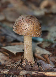 Eastern American Blusher - Amanita amerirubescens Habitat: Growing on the ground in a mostly deciduous forest
https://www.jungledragon.com/image/157885/eastern_american_blusher_-_amanita_amerirubescens.html
https://www.jungledragon.com/image/157887/eastern_american_blusher_-_amanita_amerirubescens.html
https://www.jungledragon.com/image/157886/eastern_american_blusher_-_amanita_amerirubescens.html Amanita amerirubescens,Eastern American Blusher,Fall,Geotagged,United States
