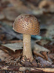 Eastern American Blusher - Amanita amerirubescens Habitat: Growing on the ground in a mostly deciduous forest<br />
https://www.jungledragon.com/image/157885/eastern_american_blusher_-_amanita_amerirubescens.html<br />
https://www.jungledragon.com/image/157887/eastern_american_blusher_-_amanita_amerirubescens.html<br />
https://www.jungledragon.com/image/157886/eastern_american_blusher_-_amanita_amerirubescens.html Amanita amerirubescens,Eastern American Blusher,Fall,Geotagged,United States