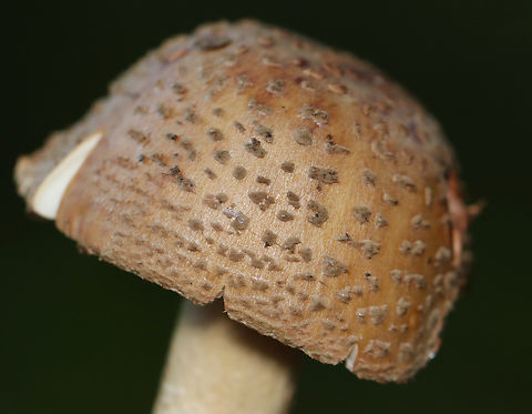 Eastern American Blusher - Amanita amerirubescens Habitat: Growing on the ground in a mostly deciduous forest
https://www.jungledragon.com/image/157885/eastern_american_blusher_-_amanita_amerirubescens.html
https://www.jungledragon.com/image/157887/eastern_american_blusher_-_amanita_amerirubescens.html
https://www.jungledragon.com/image/157886/eastern_american_blusher_-_amanita_amerirubescens.html Amanita amerirubescens,Eastern American Blusher,Fall,Geotagged,United States