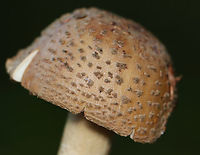 Eastern American Blusher - Amanita amerirubescens Habitat: Growing on the ground in a mostly deciduous forest<br />
https://www.jungledragon.com/image/157885/eastern_american_blusher_-_amanita_amerirubescens.html<br />
https://www.jungledragon.com/image/157887/eastern_american_blusher_-_amanita_amerirubescens.html<br />
https://www.jungledragon.com/image/157886/eastern_american_blusher_-_amanita_amerirubescens.html Amanita amerirubescens,Eastern American Blusher,Fall,Geotagged,United States