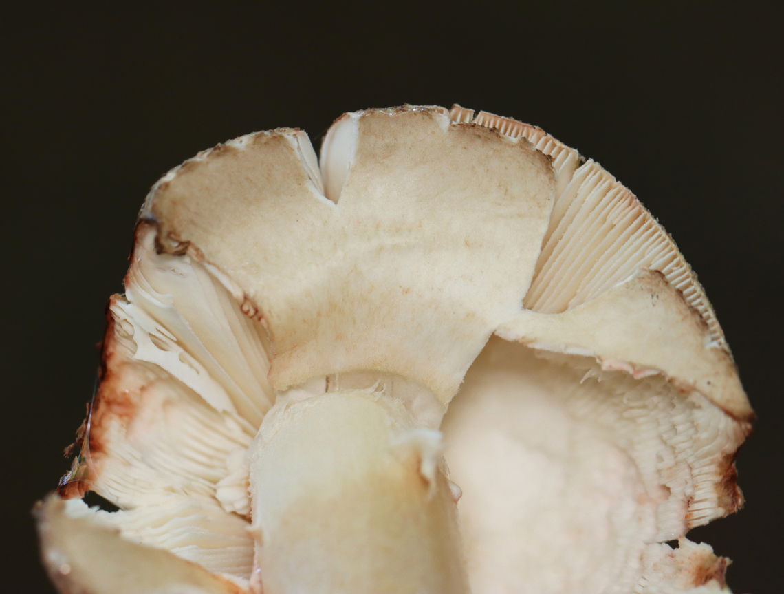 Eastern American Blusher - Amanita amerirubescens Habitat: Growing on the ground in a mostly deciduous forest<br />
<figure class="photo"><a href="https://www.jungledragon.com/image/157885/eastern_american_blusher_-_amanita_amerirubescens.html" title="Eastern American Blusher - Amanita amerirubescens"><img src="https://s3.amazonaws.com/media.jungledragon.com/images/3232/157885_thumb.jpg?AWSAccessKeyId=05GMT0V3GWVNE7GGM1R2&Expires=1759968010&Signature=WCDbOdIlXgSG5095RxyR0vWGG7I%3D" width="112" height="152" alt="Eastern American Blusher - Amanita amerirubescens Habitat: Growing on the ground in a mostly deciduous forest<br />
https://www.jungledragon.com/image/157885/eastern_american_blusher_-_amanita_amerirubescens.html<br />
https://www.jungledragon.com/image/157887/eastern_american_blusher_-_amanita_amerirubescens.html<br />
https://www.jungledragon.com/image/157886/eastern_american_blusher_-_amanita_amerirubescens.html Amanita amerirubescens,Eastern American Blusher,Fall,Geotagged,United States" /></a></figure><br />
<figure class="photo"><a href="https://www.jungledragon.com/image/157887/eastern_american_blusher_-_amanita_amerirubescens.html" title="Eastern American Blusher - Amanita amerirubescens"><img src="https://s3.amazonaws.com/media.jungledragon.com/images/3232/157887_thumb.jpg?AWSAccessKeyId=05GMT0V3GWVNE7GGM1R2&Expires=1759968010&Signature=P59JYbdaOU6%2BRn%2B3S2MNGUqYuJA%3D" width="200" height="152" alt="Eastern American Blusher - Amanita amerirubescens Habitat: Growing on the ground in a mostly deciduous forest<br />
https://www.jungledragon.com/image/157885/eastern_american_blusher_-_amanita_amerirubescens.html<br />
https://www.jungledragon.com/image/157887/eastern_american_blusher_-_amanita_amerirubescens.html<br />
https://www.jungledragon.com/image/157886/eastern_american_blusher_-_amanita_amerirubescens.html Amanita amerirubescens,Eastern American Blusher,Fall,Geotagged,United States,amanita,fungus,mushroom" /></a></figure><br />
<figure class="photo"><a href="https://www.jungledragon.com/image/157886/eastern_american_blusher_-_amanita_amerirubescens.html" title="Eastern American Blusher - Amanita amerirubescens"><img src="https://s3.amazonaws.com/media.jungledragon.com/images/3232/157886_thumb.jpg?AWSAccessKeyId=05GMT0V3GWVNE7GGM1R2&Expires=1759968010&Signature=BvispRp8UJvWPNq944%2BM%2FfejiHU%3D" width="200" height="156" alt="Eastern American Blusher - Amanita amerirubescens Habitat: Growing on the ground in a mostly deciduous forest<br />
https://www.jungledragon.com/image/157885/eastern_american_blusher_-_amanita_amerirubescens.html<br />
https://www.jungledragon.com/image/157887/eastern_american_blusher_-_amanita_amerirubescens.html<br />
https://www.jungledragon.com/image/157886/eastern_american_blusher_-_amanita_amerirubescens.html Amanita amerirubescens,Eastern American Blusher,Fall,Geotagged,United States" /></a></figure> Amanita amerirubescens,Eastern American Blusher,Fall,Geotagged,United States,amanita,fungus,mushroom