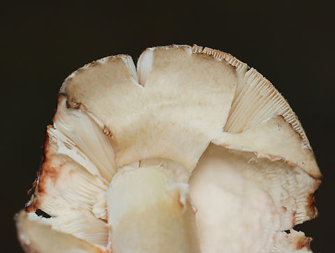 Eastern American Blusher - Amanita amerirubescens Habitat: Growing on the ground in a mostly deciduous forest
https://www.jungledragon.com/image/157885/eastern_american_blusher_-_amanita_amerirubescens.html
https://www.jungledragon.com/image/157887/eastern_american_blusher_-_amanita_amerirubescens.html
https://www.jungledragon.com/image/157886/eastern_american_blusher_-_amanita_amerirubescens.html Amanita amerirubescens,Eastern American Blusher,Fall,Geotagged,United States,amanita,fungus,mushroom
