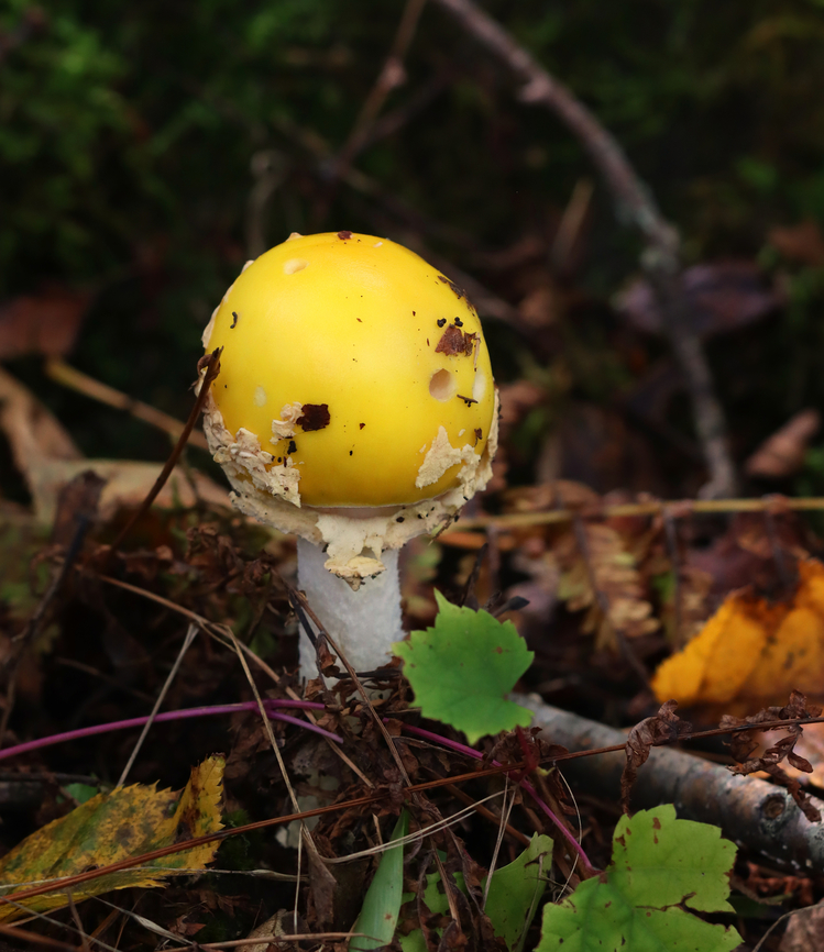 American Eastern Yellow Fly Agaric - Amanita muscaria var. guessowii Habitat: Growing on the ground near moss-covered rotting wood; mixed forest<br />
<figure class="photo"><a href="https://www.jungledragon.com/image/157904/american_eastern_yellow_fly_agaric_-_amanita_muscaria_var._guessowii.html" title="American Eastern Yellow Fly Agaric - Amanita muscaria var. guessowii"><img src="https://s3.amazonaws.com/media.jungledragon.com/images/3232/157904_thumb.jpg?AWSAccessKeyId=05GMT0V3GWVNE7GGM1R2&Expires=1767225610&Signature=iCDAhK7c94jbW1Q%2FemBmWuOz98A%3D" width="146" height="152" alt="American Eastern Yellow Fly Agaric - Amanita muscaria var. guessowii Habitat: Growing on the ground near moss-covered rotting wood; mixed forest<br />
https://www.jungledragon.com/image/157903/american_eastern_yellow_fly_agaric_-_amanita_muscaria_var._guessowii.html Amanita muscaria var. guessowii,American Eastern Yellow Fly Agaric,Geotagged,Summer,United States" /></a></figure> Amanita muscaria,Amanita muscaria var. guessowii,American Eastern Yellow Fly Agaric,Geotagged,Summer,United States,amanita,fly agaric,fungus,mushroom