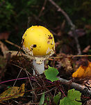 American Eastern Yellow Fly Agaric - Amanita muscaria var. guessowii Habitat: Growing on the ground near moss-covered rotting wood; mixed forest<br />
https://www.jungledragon.com/image/157904/american_eastern_yellow_fly_agaric_-_amanita_muscaria_var._guessowii.html Amanita muscaria,Amanita muscaria var. guessowii,American Eastern Yellow Fly Agaric,Geotagged,Summer,United States,amanita,fly agaric,fungus,mushroom