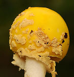 American Eastern Yellow Fly Agaric - Amanita muscaria var. guessowii Habitat: Growing on the ground near moss-covered rotting wood; mixed forest<br />
https://www.jungledragon.com/image/157903/american_eastern_yellow_fly_agaric_-_amanita_muscaria_var._guessowii.html Amanita muscaria var. guessowii,American Eastern Yellow Fly Agaric,Geotagged,Summer,United States