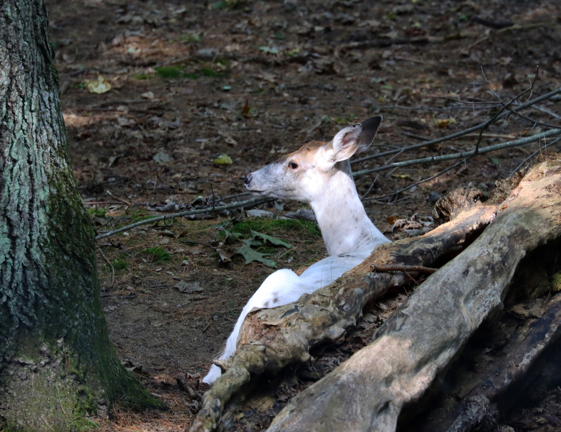 Piebald White-tailed Deer - Odocoileus virginianus Piebald deer have varying amounts of white hair. Less than 2% of deer are piebald and the condition comes with disadvantages: White deer are more visible to predators and may have other physical abnormalities like shortened legs and deformed jaws.<br />
 Geotagged,Odocoileus,Odocoileus virginianus,Summer,United States,White-tailed deer,deer,leucism,leucistic deer,piebald,piebald deer,white deer
