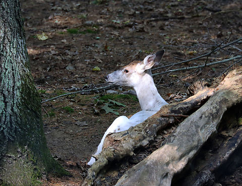 Piebald White-tailed Deer - Odocoileus virginianus Piebald deer have varying amounts of white hair. Less than 2% of deer are piebald and the condition comes with disadvantages: White deer are more visible to predators and may have other physical abnormalities like shortened legs and deformed jaws.
 Geotagged,Odocoileus,Odocoileus virginianus,Summer,United States,White-tailed deer,deer,leucism,leucistic deer,piebald,piebald deer,white deer