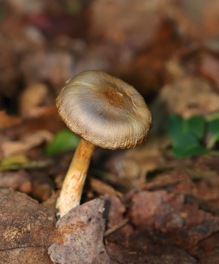 Mushroom - Cortinarius sp. I think those are spores on the gills.<br />
<br />
Habitat: Growing on the ground in a deciduous forest<br />
<figure class="photo"><a href="https://www.jungledragon.com/image/157915/mushroom_-_cortinarius_sp.html" title="Mushroom - Cortinarius sp."><img src="https://s3.amazonaws.com/media.jungledragon.com/images/3232/157915_thumb.jpg?AWSAccessKeyId=05GMT0V3GWVNE7GGM1R2&Expires=1769040010&Signature=7XTnzdr3FMcAFo0NP7ex9Fd%2BWRg%3D" width="200" height="142" alt="Mushroom - Cortinarius sp. I think those are spores on the gills. <br />
<br />
Habitat: Growing on the ground in a deciduous forest<br />
https://www.jungledragon.com/image/157914/mushroom_-_cortinarius_sp.html Cortinarius,Fall,Geotagged,United States,cortinar,fungus,mushroom" /></a></figure> Fall,Geotagged,United States