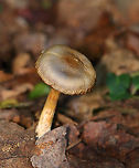 Mushroom - Cortinarius sp. I think those are spores on the gills.<br />
<br />
Habitat: Growing on the ground in a deciduous forest<br />
https://www.jungledragon.com/image/157915/mushroom_-_cortinarius_sp.html Fall,Geotagged,United States