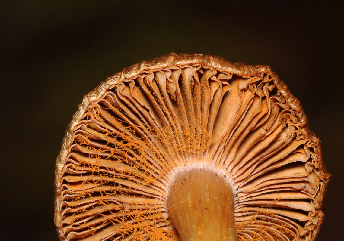 Mushroom - Cortinarius sp. I think those are spores on the gills. <br />
<br />
Habitat: Growing on the ground in a deciduous forest<br />
<figure class="photo"><a href="https://www.jungledragon.com/image/157914/mushroom_-_cortinarius_sp.html" title="Mushroom - Cortinarius sp."><img src="https://s3.amazonaws.com/media.jungledragon.com/images/3232/157914_thumb.jpg?AWSAccessKeyId=05GMT0V3GWVNE7GGM1R2&Expires=1759968010&Signature=m24ZgA2pMPaZc%2B%2BwUwfZBxoLPoQ%3D" width="128" height="152" alt="Mushroom - Cortinarius sp. I think those are spores on the gills.<br />
<br />
Habitat: Growing on the ground in a deciduous forest<br />
https://www.jungledragon.com/image/157915/mushroom_-_cortinarius_sp.html Fall,Geotagged,United States" /></a></figure> Cortinarius,Fall,Geotagged,United States,cortinar,fungus,mushroom