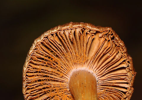 Mushroom - Cortinarius sp. I think those are spores on the gills. 

Habitat: Growing on the ground in a deciduous forest
https://www.jungledragon.com/image/157914/mushroom_-_cortinarius_sp.html Cortinarius,Fall,Geotagged,United States,cortinar,fungus,mushroom