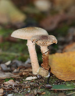 Bulbous Honey Fungus - Armillaria gallica Habitat: Mostly deciduous forest
https://www.jungledragon.com/image/157961/bulbous_honey_fungus_-_armillaria_gallica.html
https://www.jungledragon.com/image/157963/bulbous_honey_fungus_-_armillaria_gallica.html
https://www.jungledragon.com/image/157962/bulbous_honey_fungus_-_armillaria_gallica.html Armillaria gallica,Bulbous Honey Fungus,Fall,Geotagged,United States