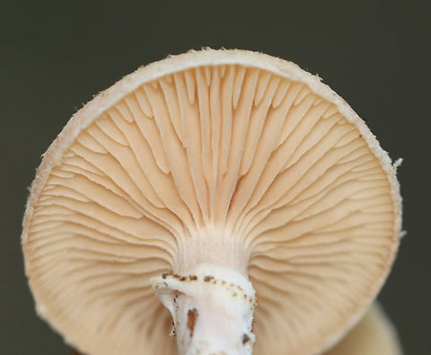 Bulbous Honey Fungus - Armillaria gallica Habitat: Mostly deciduous forest
https://www.jungledragon.com/image/157961/bulbous_honey_fungus_-_armillaria_gallica.html
https://www.jungledragon.com/image/157963/bulbous_honey_fungus_-_armillaria_gallica.html
https://www.jungledragon.com/image/157962/bulbous_honey_fungus_-_armillaria_gallica.html Armillaria,Armillaria gallica,Bulbous Honey Fungus,Fall,Geotagged,United States,fungus,mushroom