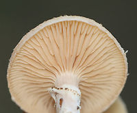 Bulbous Honey Fungus - Armillaria gallica Habitat: Mostly deciduous forest<br />
https://www.jungledragon.com/image/157961/bulbous_honey_fungus_-_armillaria_gallica.html<br />
https://www.jungledragon.com/image/157963/bulbous_honey_fungus_-_armillaria_gallica.html<br />
https://www.jungledragon.com/image/157962/bulbous_honey_fungus_-_armillaria_gallica.html Armillaria,Armillaria gallica,Bulbous Honey Fungus,Fall,Geotagged,United States,fungus,mushroom