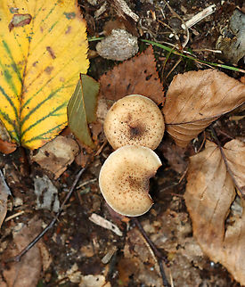 Bulbous Honey Fungus - Armillaria gallica Habitat: Mostly deciduous forest
https://www.jungledragon.com/image/157961/bulbous_honey_fungus_-_armillaria_gallica.html
https://www.jungledragon.com/image/157963/bulbous_honey_fungus_-_armillaria_gallica.html
https://www.jungledragon.com/image/157962/bulbous_honey_fungus_-_armillaria_gallica.html Armillaria gallica,Bulbous Honey Fungus,Fall,Geotagged,United States