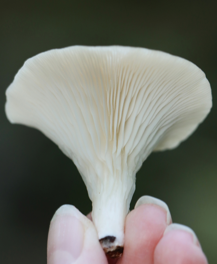 Common Funnel - Infundibulicybe gibba Habitat: They were growing on very rotten wood that was covered in other types of fungi, as well as leaf debris. Mixed forest<br />
<figure class="photo"><a href="https://www.jungledragon.com/image/157965/common_funnel_-_infundibulicybe_gibba.html" title="Common Funnel - Infundibulicybe gibba"><img src="https://s3.amazonaws.com/media.jungledragon.com/images/3232/157965_thumb.jpg?AWSAccessKeyId=05GMT0V3GWVNE7GGM1R2&Expires=1767225610&Signature=vZmb5NfqWQU27JHRU6UxNzR1UXY%3D" width="138" height="152" alt="Common Funnel - Infundibulicybe gibba Habitat: They were growing on very rotten wood that was covered in other types of fungi, as well as leaf debris. Mixed forest<br />
https://www.jungledragon.com/image/157964/common_funnel_-_infundibulicybe_gibba.html Common Funnel,Fall,Geotagged,Infundibulicybe gibba,United States" /></a></figure> Common Funnel,Fall,Geotagged,Infundibulicybe,Infundibulicybe gibba,United States,fungus,mushroom