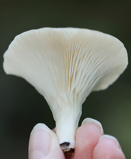 Common Funnel - Infundibulicybe gibba Habitat: They were growing on very rotten wood that was covered in other types of fungi, as well as leaf debris. Mixed forest
https://www.jungledragon.com/image/157965/common_funnel_-_infundibulicybe_gibba.html Common Funnel,Fall,Geotagged,Infundibulicybe,Infundibulicybe gibba,United States,fungus,mushroom