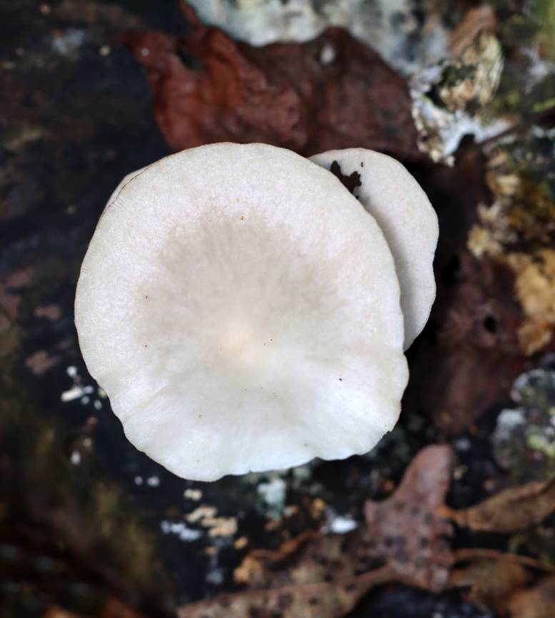 Common Funnel - Infundibulicybe gibba Habitat: They were growing on very rotten wood that was covered in other types of fungi, as well as leaf debris. Mixed forest<br />
<figure class="photo"><a href="https://www.jungledragon.com/image/157964/common_funnel_-_infundibulicybe_gibba.html" title="Common Funnel - Infundibulicybe gibba"><img src="https://s3.amazonaws.com/media.jungledragon.com/images/3232/157964_thumb.jpg?AWSAccessKeyId=05GMT0V3GWVNE7GGM1R2&Expires=1767225610&Signature=PmZ2ugfsKDxkay%2BU%2Buw90Vc0%2BmA%3D" width="126" height="152" alt="Common Funnel - Infundibulicybe gibba Habitat: They were growing on very rotten wood that was covered in other types of fungi, as well as leaf debris. Mixed forest<br />
https://www.jungledragon.com/image/157965/common_funnel_-_infundibulicybe_gibba.html Common Funnel,Fall,Geotagged,Infundibulicybe,Infundibulicybe gibba,United States,fungus,mushroom" /></a></figure> Common Funnel,Fall,Geotagged,Infundibulicybe gibba,United States