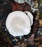 Common Funnel - Infundibulicybe gibba Habitat: They were growing on very rotten wood that was covered in other types of fungi, as well as leaf debris. Mixed forest<br />
https://www.jungledragon.com/image/157964/common_funnel_-_infundibulicybe_gibba.html Common Funnel,Fall,Geotagged,Infundibulicybe gibba,United States