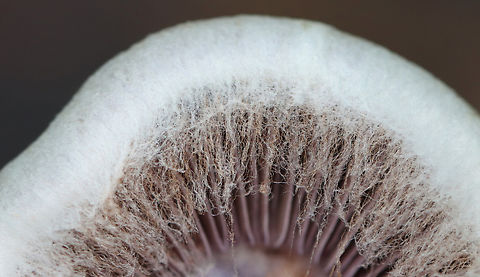 Silvery Violet Cort - Cortinarius alboviolaceus Habitat: Growing on the ground in a mostly deciduous forest.
https://www.jungledragon.com/image/157969/silvery_violet_cort_-_cortinarius_alboviolaceus.html Cortinarius alboviolaceus,Fall,Geotagged,Silvery Violet Cort,United States