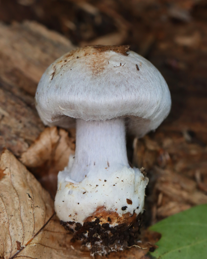 Silvery Violet Cort - Cortinarius alboviolaceus Habitat: Growing on the ground in a mostly deciduous forest.<br />
<figure class="photo"><a href="https://www.jungledragon.com/image/157968/silvery_violet_cort_-_cortinarius_alboviolaceus.html" title="Silvery Violet Cort - Cortinarius alboviolaceus"><img src="https://s3.amazonaws.com/media.jungledragon.com/images/3232/157968_thumb.jpg?AWSAccessKeyId=05GMT0V3GWVNE7GGM1R2&Expires=1759968010&Signature=08Eby9CIg3%2B6%2FbAdY0M6cLDczgc%3D" width="200" height="116" alt="Silvery Violet Cort - Cortinarius alboviolaceus Habitat: Growing on the ground in a mostly deciduous forest.<br />
https://www.jungledragon.com/image/157969/silvery_violet_cort_-_cortinarius_alboviolaceus.html Cortinarius alboviolaceus,Fall,Geotagged,Silvery Violet Cort,United States" /></a></figure> Cortinarius,Cortinarius alboviolaceus,Fall,Geotagged,Silvery Violet Cort,United States,cort,fungus,mushroom