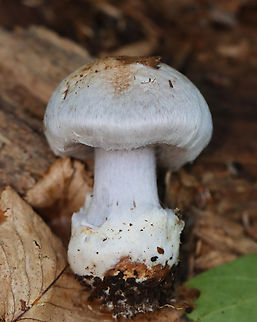 Silvery Violet Cort - Cortinarius alboviolaceus Habitat: Growing on the ground in a mostly deciduous forest.
https://www.jungledragon.com/image/157968/silvery_violet_cort_-_cortinarius_alboviolaceus.html Cortinarius,Cortinarius alboviolaceus,Fall,Geotagged,Silvery Violet Cort,United States,cort,fungus,mushroom