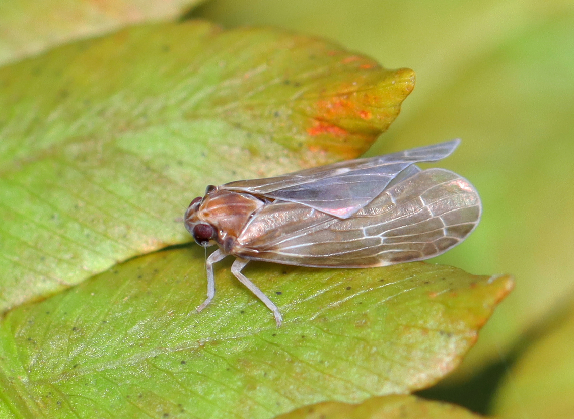 Planthopper - Synecdoche dimidiata Habitat: Mesic, mixed forest Geotagged,Summer,Synecdoche,Synecdoche dimidiata,United States,planthopper