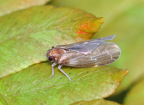 Planthopper - Synecdoche dimidiata Habitat: Mesic, mixed forest Geotagged,Summer,Synecdoche,Synecdoche dimidiata,United States,planthopper