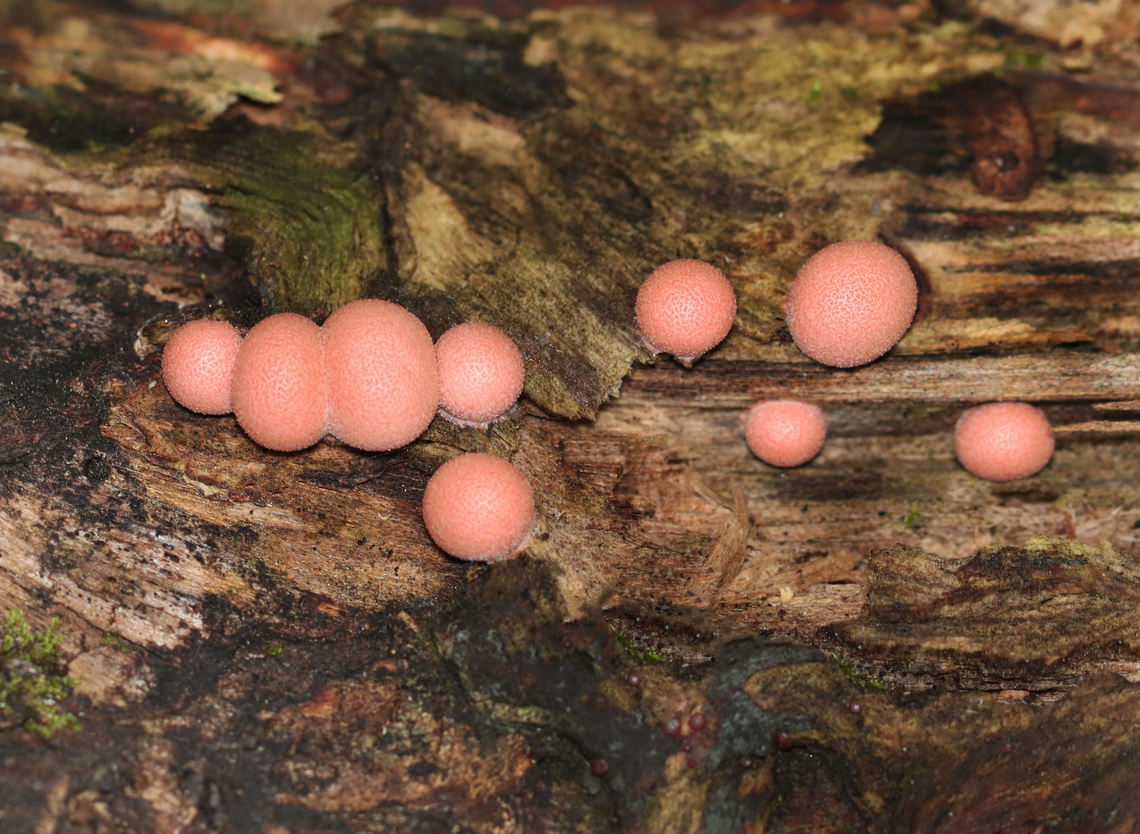 Wolf's Milk Slime Mold - Lycogala epidendrum Habitat: Rotten log; mixed forest Fall,Geotagged,Lycogala,Lycogala epidendrum,United States,Wolf's milk,slime,slime mold