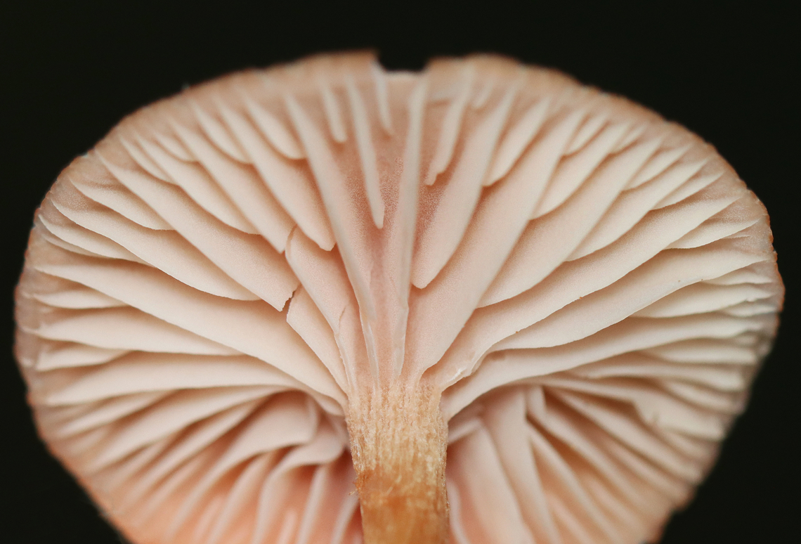 Waxy Laccaria - Laccaria laccata Habitat: Deciduous forest<br />
<figure class="photo"><a href="https://www.jungledragon.com/image/158043/waxy_laccaria_-_laccaria_laccata.html" title="Waxy Laccaria - Laccaria laccata"><img src="https://s3.amazonaws.com/media.jungledragon.com/images/3232/158043_thumb.jpg?AWSAccessKeyId=05GMT0V3GWVNE7GGM1R2&Expires=1767225610&Signature=W0YfYNV%2BKnqE%2B7HtVEvRqABI6%2BI%3D" width="200" height="158" alt="Waxy Laccaria - Laccaria laccata Habitat: Deciduous forest<br />
https://www.jungledragon.com/image/158042/waxy_laccaria_-_laccaria_laccata.html Fall,Geotagged,Laccaria laccata,United States,Waxy laccaria" /></a></figure> Fall,Geotagged,Laccaria laccata,United States,Waxy laccaria,fungus,laccaria,mushroom