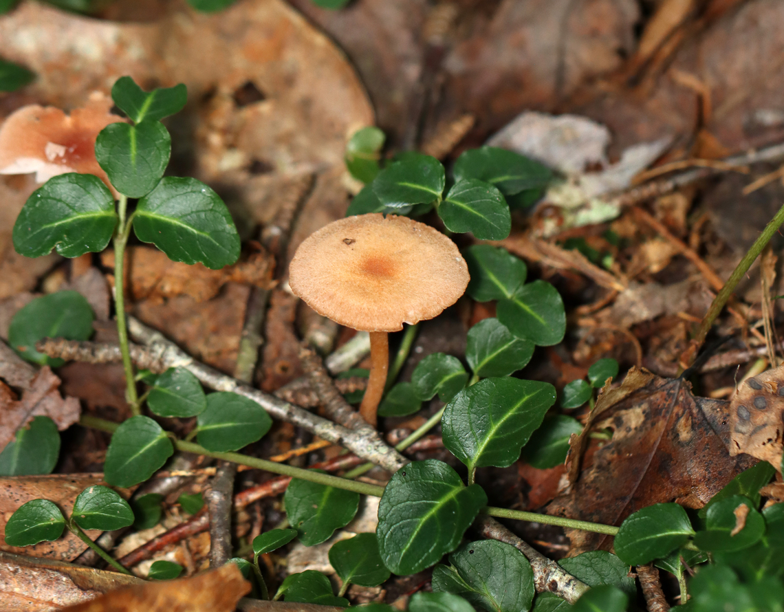 Waxy Laccaria - Laccaria laccata Habitat: Deciduous forest<br />
<figure class="photo"><a href="https://www.jungledragon.com/image/158042/waxy_laccaria_-_laccaria_laccata.html" title="Waxy Laccaria - Laccaria laccata"><img src="https://s3.amazonaws.com/media.jungledragon.com/images/3232/158042_thumb.jpg?AWSAccessKeyId=05GMT0V3GWVNE7GGM1R2&Expires=1759968010&Signature=TTBreueg1gWOeGzCGdw7bi3T7G4%3D" width="200" height="136" alt="Waxy Laccaria - Laccaria laccata Habitat: Deciduous forest<br />
https://www.jungledragon.com/image/158043/waxy_laccaria_-_laccaria_laccata.html Fall,Geotagged,Laccaria laccata,United States,Waxy laccaria,fungus,laccaria,mushroom" /></a></figure> Fall,Geotagged,Laccaria laccata,United States,Waxy laccaria