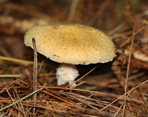 Hard's Stropharia - Stropharia hardii Habitat: Mixed forest
https://www.jungledragon.com/image/158044/hards_stropharia_-_stropharia_hardii.html
https://www.jungledragon.com/image/158046/hards_stropharia_-_stropharia_hardii.html
https://www.jungledragon.com/image/158045/hards_stropharia_-_stropharia_hardii.html Fall,Geotagged,Stropharia hardii,United States