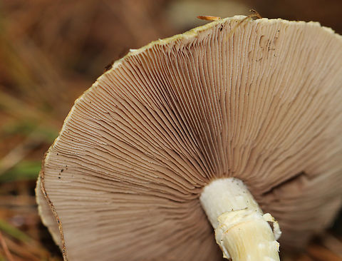 Hard's Stropharia - Stropharia hardii Habitat: Mixed forest
https://www.jungledragon.com/image/158044/hards_stropharia_-_stropharia_hardii.html
https://www.jungledragon.com/image/158046/hards_stropharia_-_stropharia_hardii.html
https://www.jungledragon.com/image/158045/hards_stropharia_-_stropharia_hardii.html Fall,Geotagged,Stropharia,Stropharia hardii,United States,fungus,mushroom