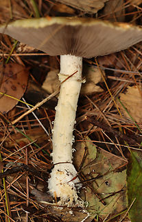 Hard's Stropharia - Stropharia hardii Habitat: Mixed forest
https://www.jungledragon.com/image/158044/hards_stropharia_-_stropharia_hardii.html
https://www.jungledragon.com/image/158046/hards_stropharia_-_stropharia_hardii.html
https://www.jungledragon.com/image/158045/hards_stropharia_-_stropharia_hardii.html Fall,Geotagged,Stropharia hardii,United States