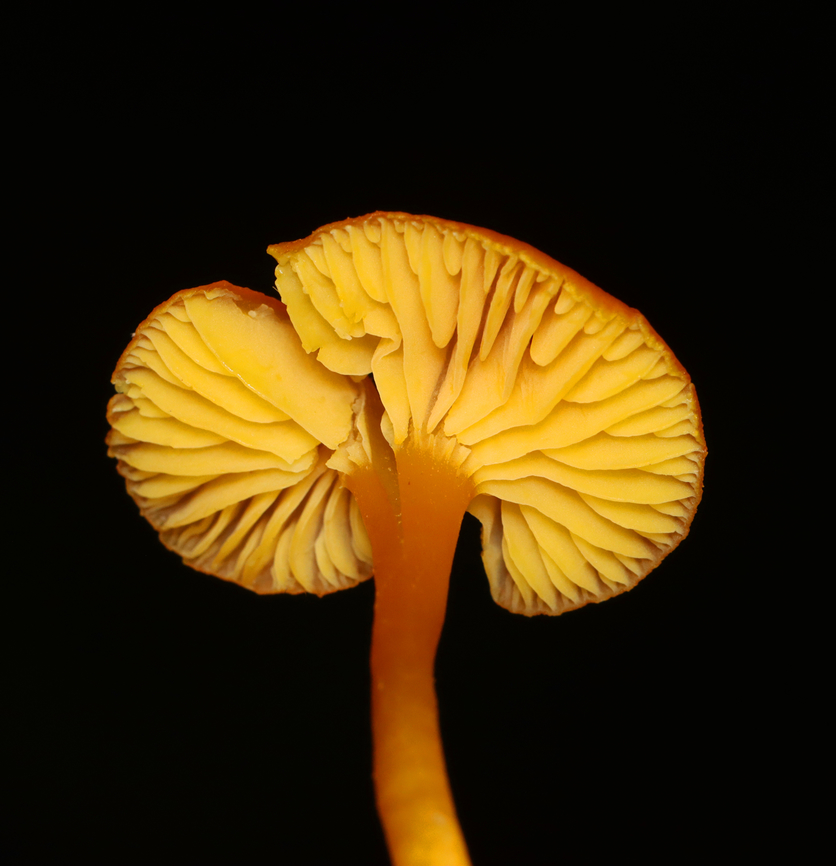 Mushroom - Hygrocybe sp. Maybe Hygrocybe squamulosa.<br />
<br />
Habitat: Mixed forest Fall,Geotagged,United States,fungus,hygrocybe,mushroom