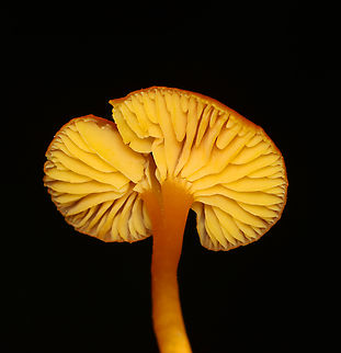 Mushroom - Hygrocybe sp. Maybe Hygrocybe squamulosa.

Habitat: Mixed forest Fall,Geotagged,United States,fungus,hygrocybe,mushroom