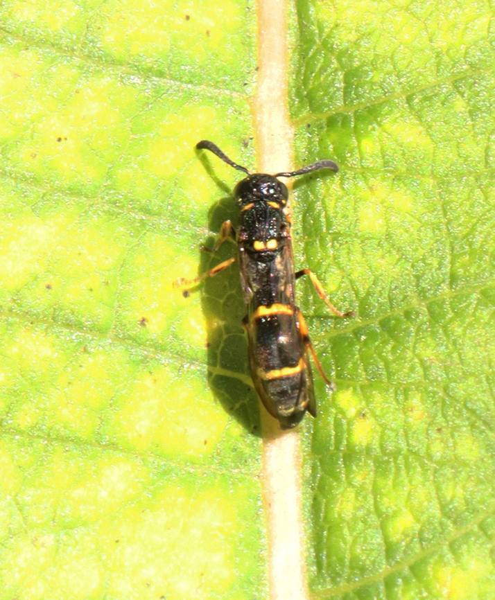Eumenid Wasp - Symmorphus canadensis *Species is tentative<br />
<br />
Habitat: Rural yard Eumeninae,Fall,Geotagged,Symmorphus,Symmorphus canadensis,United States,solitary wasp,vespidae,wasp